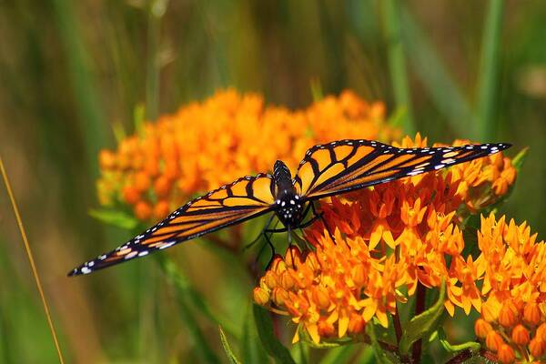 Hovind Michigan Nature Natural Macro butterfly Weed Daisy Daisies Flower Floral Wildflower Orange Wildflowers michigan Wildflowerbutterfly Animal Insect Monarch monarch Butterfly Poster featuring the photograph Monarch on Butterfly Weed by Scott Hovind