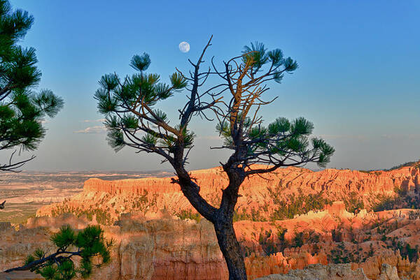 Bryce Canyon Poster featuring the photograph Moon Over Bryce Canyon by Greg Norrell