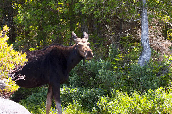 Moose Poster featuring the photograph Moose Baxter State Park 4 by Glenn Gordon