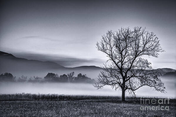 Black And White Landscape Poster featuring the photograph Morning Fog by David Waldrop