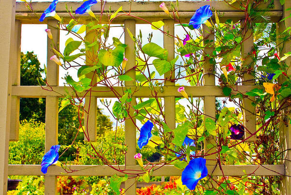 Morning Glory Flower Photograph Poster featuring the photograph Morning Glory by Ann Murphy