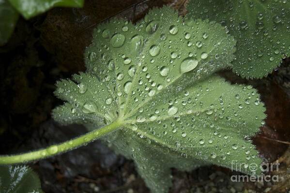 Leaf Poster featuring the photograph Morning Rain by Danielle Scott