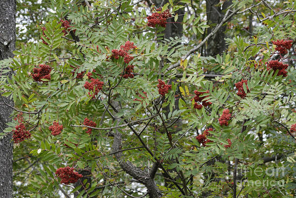 West Virginia Poster featuring the photograph Mountain Ash by Randy Bodkins