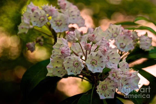 Mountain Laurel Flowers Poster featuring the photograph Mountain Laurel Flowers 2 by Mark Dodd
