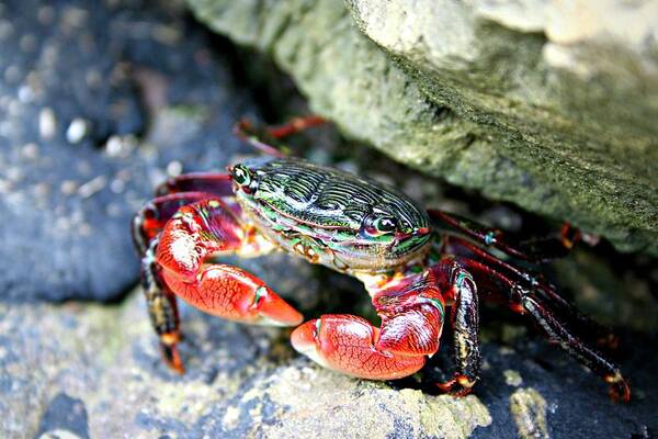 Crab Poster featuring the photograph Crab by Alma Yamazaki