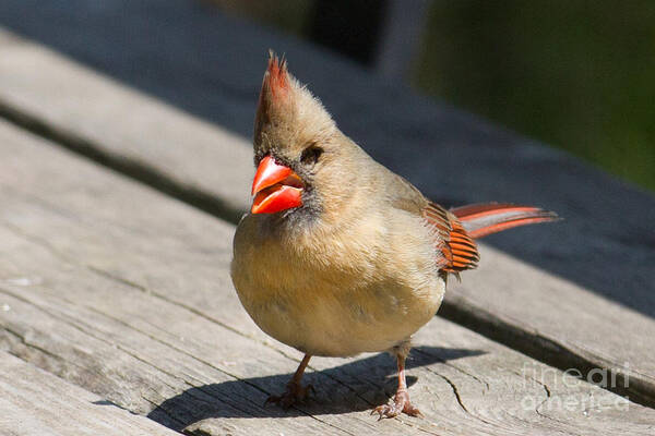 Female Cardinal Poster featuring the photograph Mrs. Cardinal by David Barker