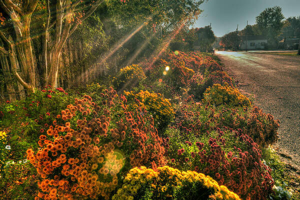 Mums The Word Poster featuring the photograph Mums the Word by William Fields