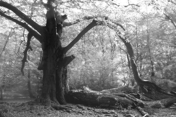 Tree Poster featuring the photograph Mystical by Karin Haas