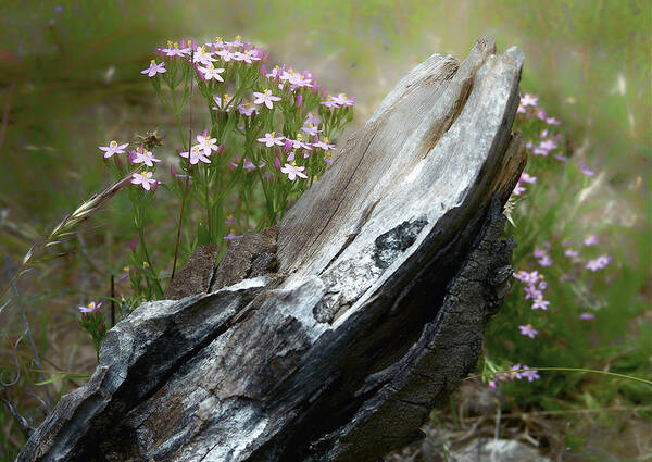 Nature Poster featuring the photograph Natural sculpture by Jocelyn Kahawai