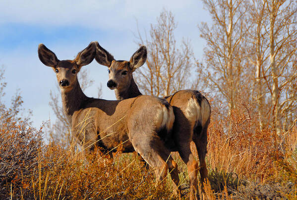 Deer Poster featuring the photograph Nature's Gentle Beauties by Lynn Bauer