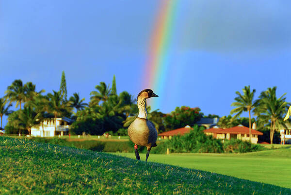 Nene Poster featuring the photograph Nene at the End of the Rainbow by Lynn Bauer