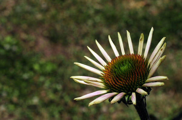 Echinacea Poster featuring the photograph New Kid on the Block by Wanda Brandon