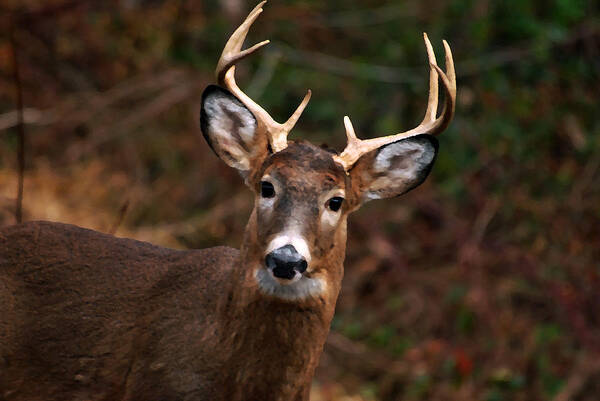 Deer Poster featuring the photograph No Hunting Allowed by Lori Tambakis