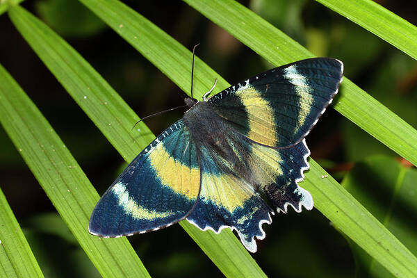 Mp Poster featuring the photograph North Queensland Day Moth Alcides by Konrad Wothe