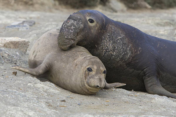 00429891 Poster featuring the photograph Northern Elephant Seal Mating by Suzi Eszterhas