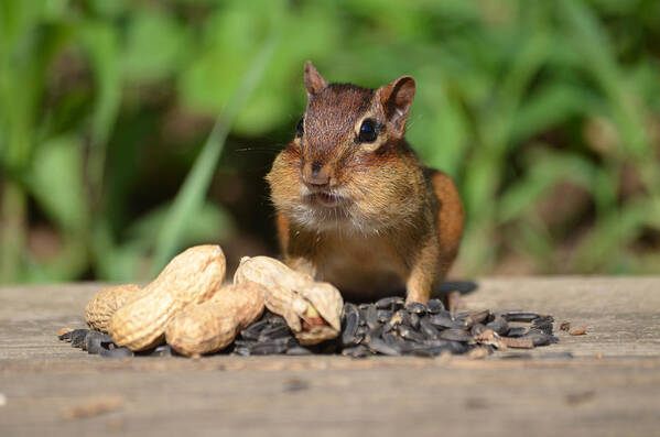 Chipmunk Poster featuring the photograph Now this is a Breakfast by Lori Tambakis