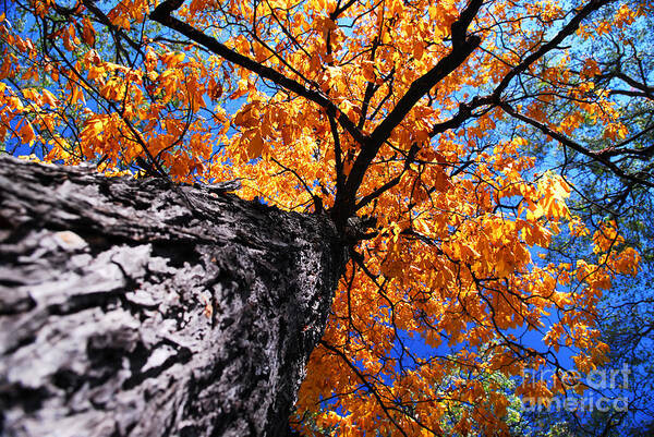 Tree Poster featuring the photograph Old elm tree in the fall by Elena Elisseeva