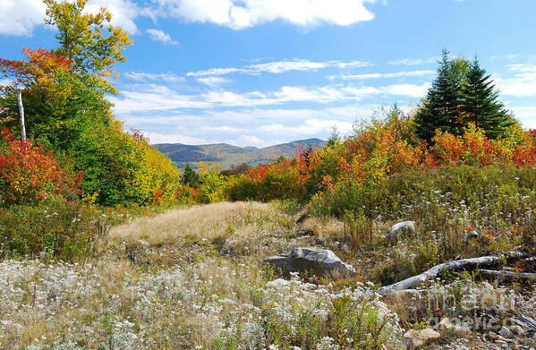 Landscape Poster featuring the photograph Old Logging Road by Marie Fortin