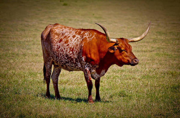 Afternoon Poster featuring the photograph One Lone Longhorn by Doug Long