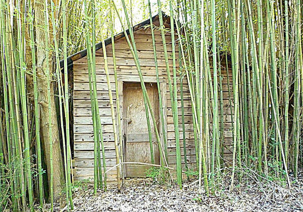 House Poster featuring the photograph One Room House with Bamboo by Renee Trenholm