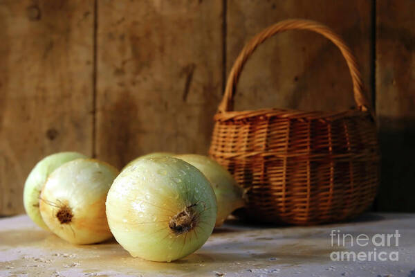 Bulb Poster featuring the photograph Onions on the counter by Sandra Cunningham