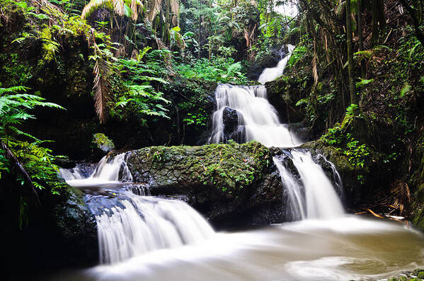 Big Island Poster featuring the photograph Onomea Falls by Jason Chu