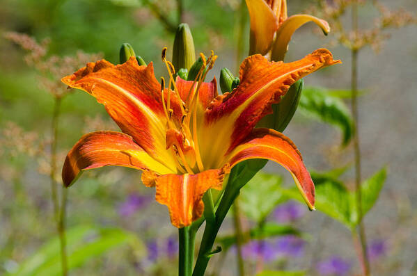 Red Poster featuring the photograph Orange Day Lily by Tikvah's Hope