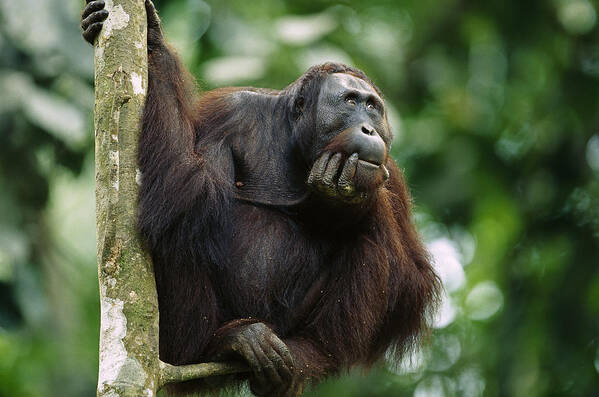 00620241 Poster featuring the photograph Orangutan Deep in Thought by Cyril Ruoso