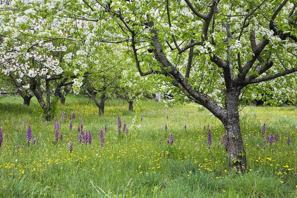 Mp Poster featuring the photograph Orchard With Flowering Orchids by Konrad Wothe