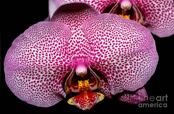 Orchid Poster featuring the photograph Orchid 47 by Terry Elniski