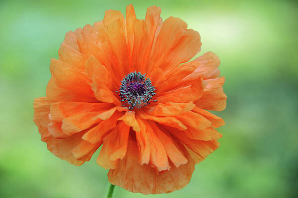 Oriental Poppy Poster featuring the photograph Oriental Poppy by Steven Michael