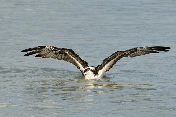 Osprey Poster featuring the photograph Osprey Bathing by Bradford Martin
