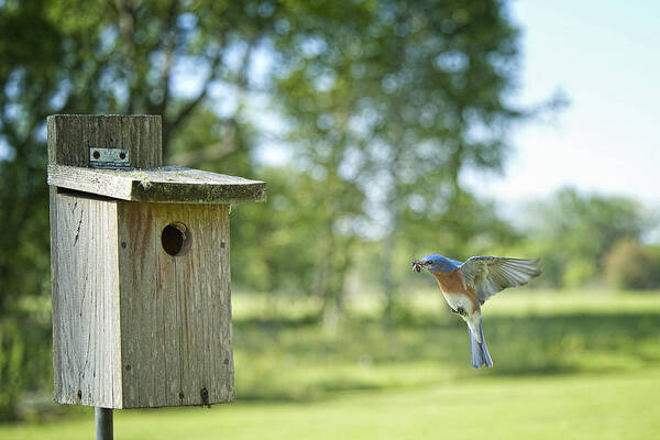  Male Eastern Bluebird Poster featuring the photograph Papa Bluebird Bringing Supper Home by Bonnie Barry