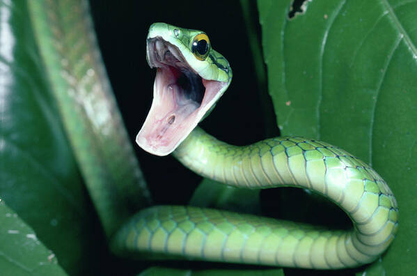 Mp Poster featuring the photograph Parrot Snake Leptophis Ahaetulla by Michael & Patricia Fogden