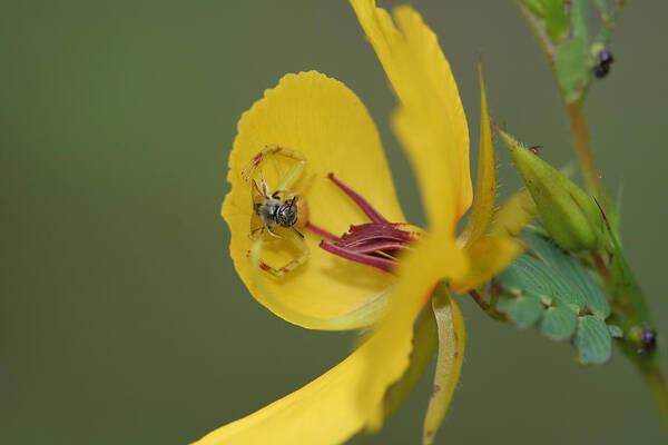 Partridge Pea Poster featuring the photograph Partridge Pea And Matching Crab Spider With Prey by Daniel Reed