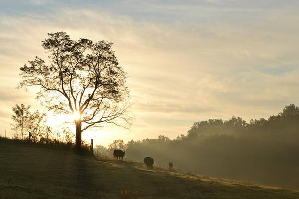 Sunrise Poster featuring the photograph Pasture Sunrise by JD Grimes