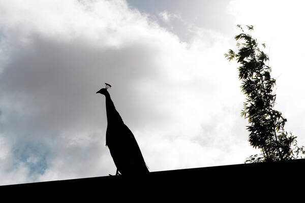 Peacock Poster featuring the photograph Peacock Sentry by Lorraine Devon Wilke