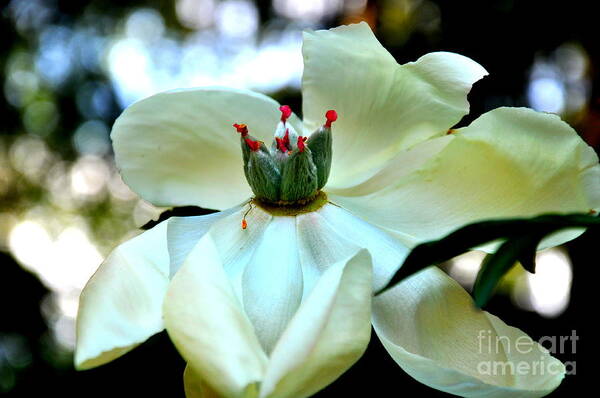 Botanical Poster featuring the photograph Peony Crown 2 by Tatyana Searcy