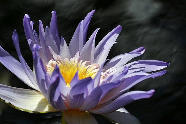 Water Lily Poster featuring the photograph Phantom Lily by Melanie Moraga