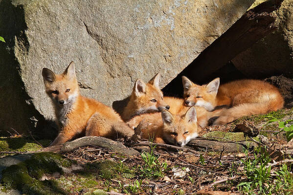 Red Fox Poster featuring the photograph Pile of Pups II by Dale J Martin