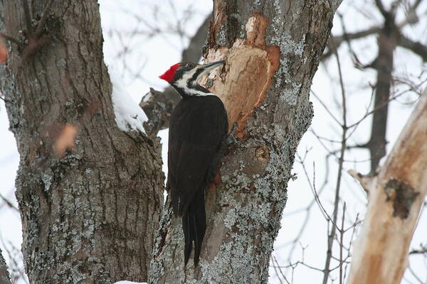 Bird Poster featuring the photograph Pileated Woodpecker by Dr Carolyn Reinhart