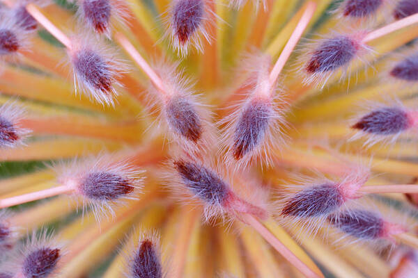 00429877 Poster featuring the photograph Pincushion Flower Ucsc Arboretum Santa by Sebastian Kennerknecht