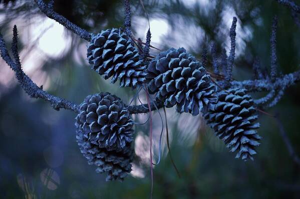 Tree Poster featuring the photograph Pine Cones by Billy Beck