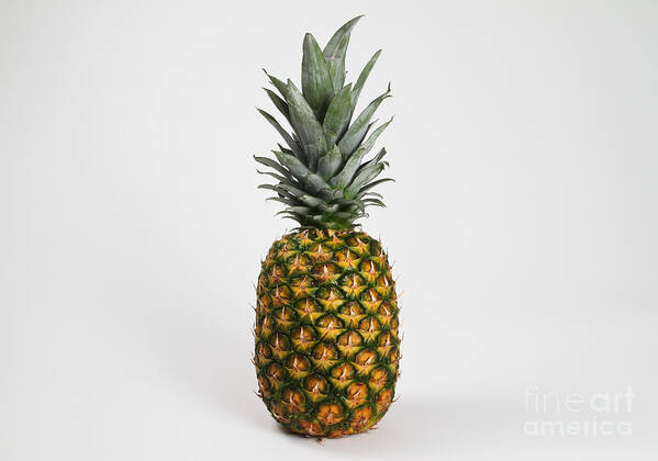 Display Poster featuring the photograph Pineapple by Photo Researchers, Inc.