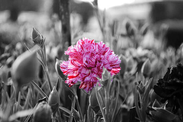 Pink Carnation Poster featuring the photograph Pink Carnation by Sumit Mehndiratta