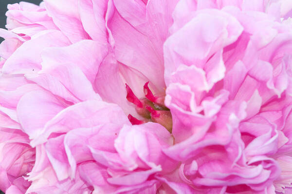 Flowers Poster featuring the photograph Pink by Craig Leaper