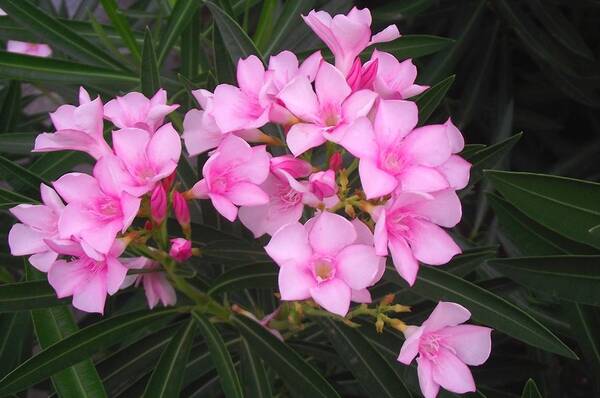 Oleander Poster featuring the photograph Pink Lady 5 by Jayne Kerr 