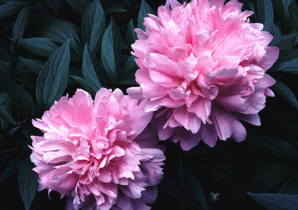 Flowers Poster featuring the photograph Pink Peony Pair by Tom Wurl