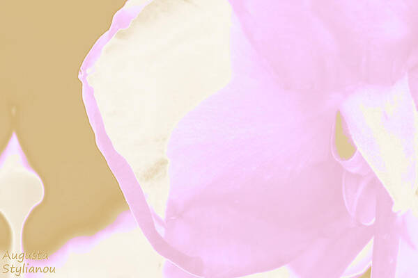 Augusta Stylianou Poster featuring the photograph Pink Rose Petal by Augusta Stylianou