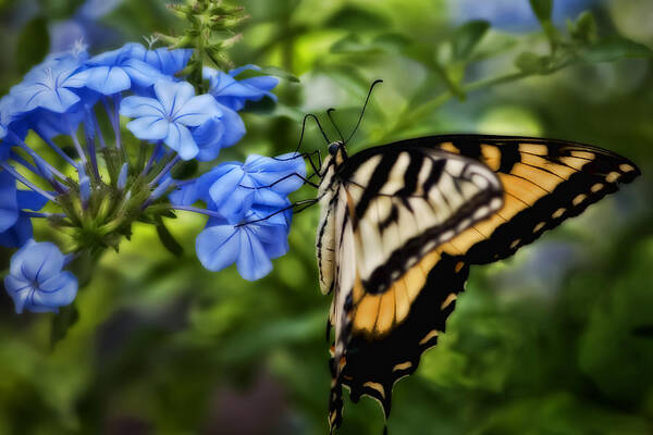 Plumbago Poster featuring the photograph Plumbago and Swallowtail by Steven Sparks